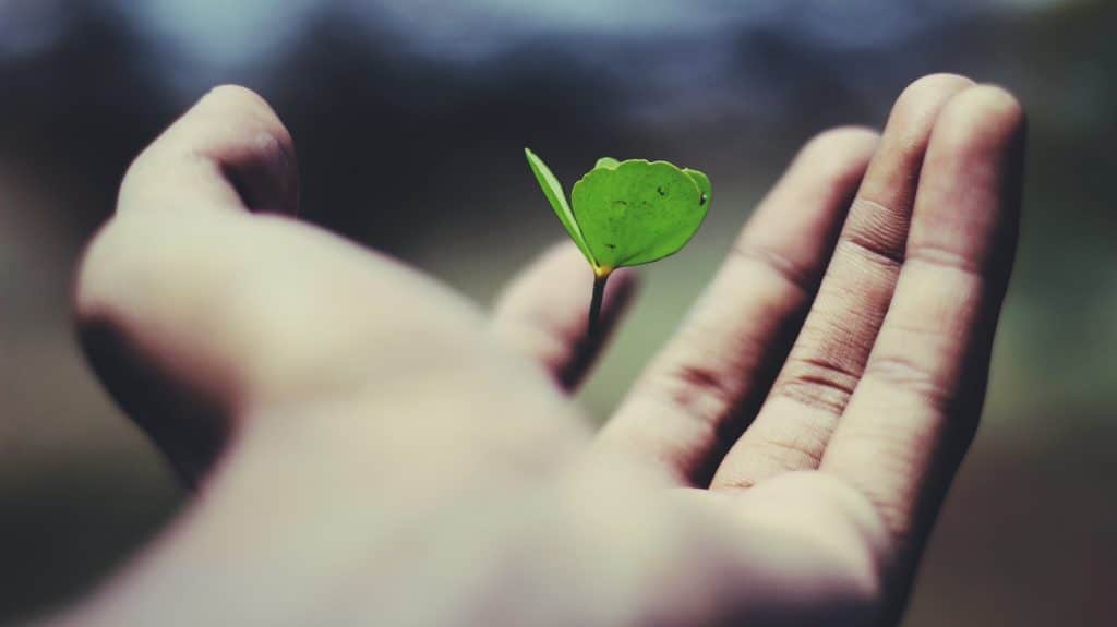 Primer plano de una mano sosteniendo una pequeña planta verde, simbolizando el crecimiento y la naturaleza.